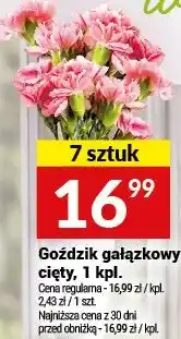 Twój Market Goździk gałązkowy cięty, 1 kpl oferta