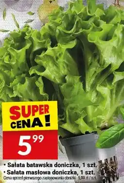 Twój Market Sałata masłowa doniczka oferta