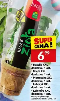 Twój Market Kolendra XXL doniczka oferta