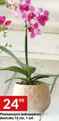 Twój Market Phalaenopsis jednopędowy doniczka 12 cm, 1 szt oferta