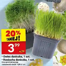 Twój Market Rzeżucha doniczka oferta