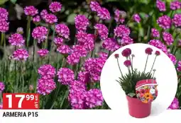 Merkury Market Armeria P15 oferta