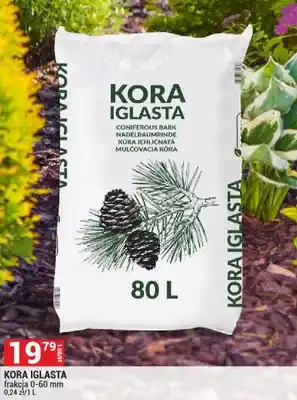 Kora iglasta