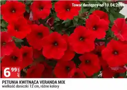 Merkury Market Petunia kwitnąca Veranda Mix oferta