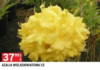 Azalia wielkokwiatowa C5