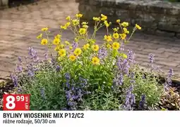Merkury Market Byliny wiosenne Mix P12/C2 oferta