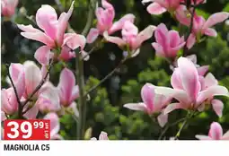 Merkury Market Magnolia C5 oferta