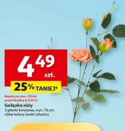 Auchan Róża oferta