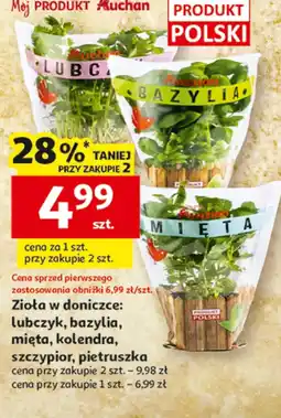 Auchan Zioła doniczkowe Polski oferta
