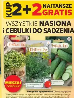 Kaufland Nasiona i cebulki do sadzenia oferta