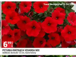 Merkury Market Petunia oferta