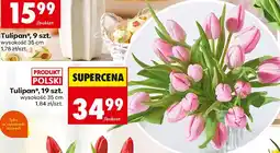 Biedronka Tulipan oferta