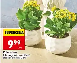 Biedronka Kalanchoe w różku średnica doniczki 12cm oferta