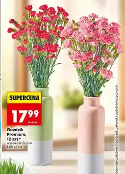 Biedronka Goździk Premium oferta