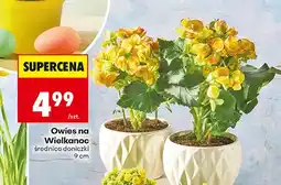 Biedronka Owies na Wielkanoc średnica doniczki 9 cm oferta