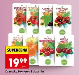 Biedronka Brzoskwinia pędnavel oferta