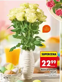 Biedronka Róża premium oferta