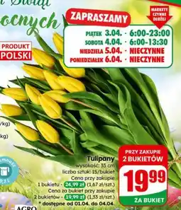 Dino Tulipany oferta