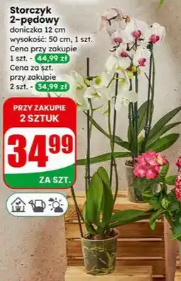 Dino Storczyk 2-pędowy oferta
