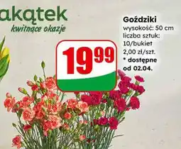 Dino Goździki kwitnące okazje oferta