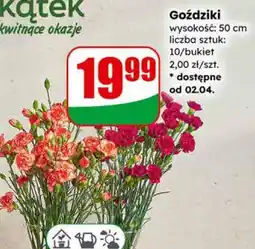 Dino Goździki oferta