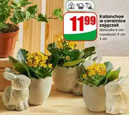 Dino Kalanchoe w ceramice zajączek doniczka 6 cm oferta