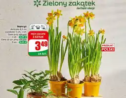 Dino Narcyz doniczka 8,5 cm oferta