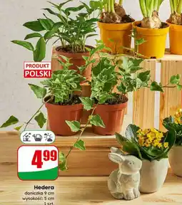 Dino Hedera doniczka 9 cm oferta