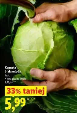 Lidl Kapusta biała młoda oferta