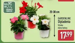 ALDI Dipladenia sztuka różne kolory oferta