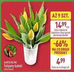 ALDI Tulipany bukiet różne kolory oferta