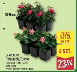 ALDI Pelargonia/Fuksja tacka 6 szt. (1 szt. = 3,99) różne kolory oferta