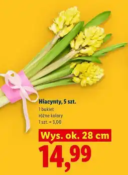 Lidl Hiacynty, 5 szt oferta