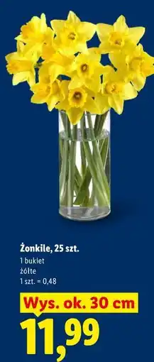 Lidl Żonkile, 25 szt oferta