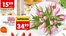Biedronka Tulipan*, 19 szt oferta