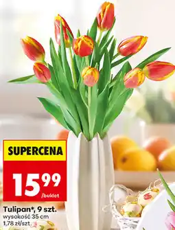 Biedronka Tulipan*, 9 szt oferta