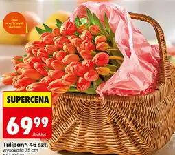 Biedronka Tulipan*, 45 szt oferta
