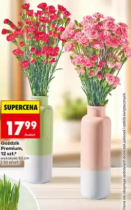 Biedronka Goździk Premium, 12 szt oferta