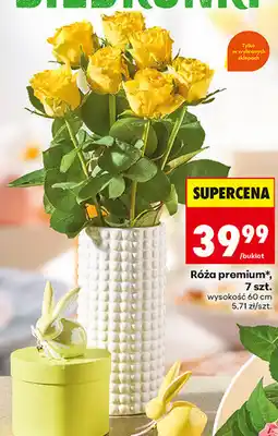 Biedronka Róża premium, 7 szt oferta