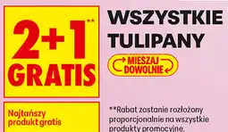 Biedronka Wszystkie tulipany oferta