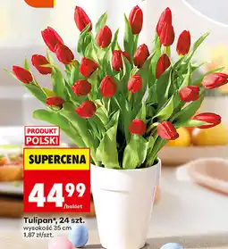 Biedronka Tulipan*, 24 szt oferta