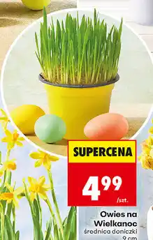 Biedronka Owies na Wielkanoc oferta