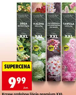 Biedronka Krzew ozdobne liście premium XXL oferta