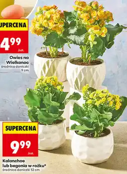 Biedronka Kalanchoe lub begonia w rożku oferta