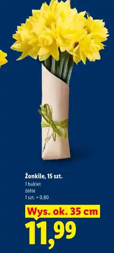 Lidl Żonkile Ok oferta