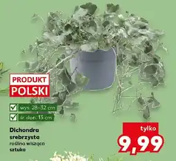 Kaufland Dichondra srebrzysta roślina wisząca oferta