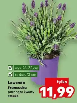 Kaufland Lawenda francuska pachnące kwiaty oferta