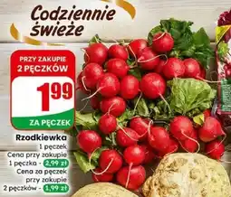 Dino Rzodkiewka pęczek oferta