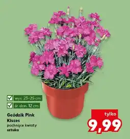 Kaufland Goździk Pink Kisses pachnące kwiaty oferta