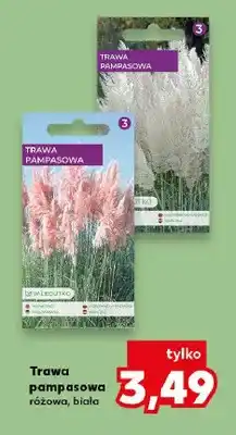 Kaufland Trawa pampasowa różowa, biała oferta